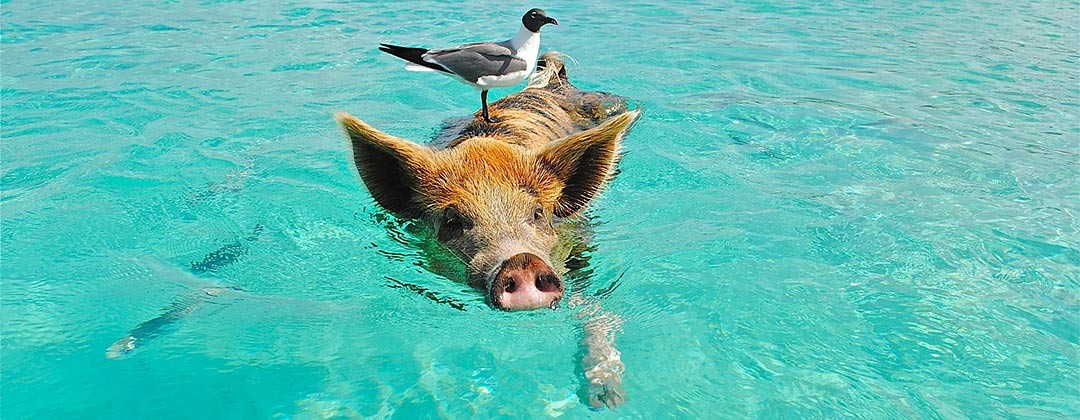 Send us some Humour for our Travel Posts